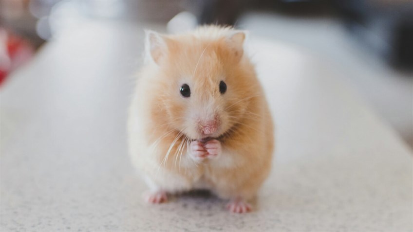 Orders new syrian hamster