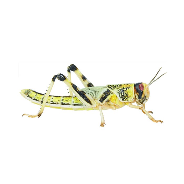 Live Locust Pack Reptile Food