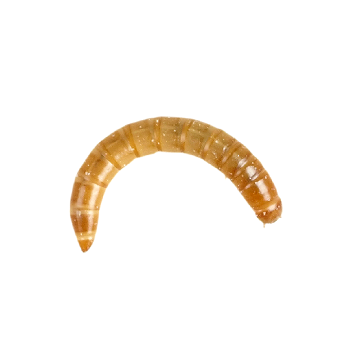 Live Regular Mealworm Pack Reptile Food