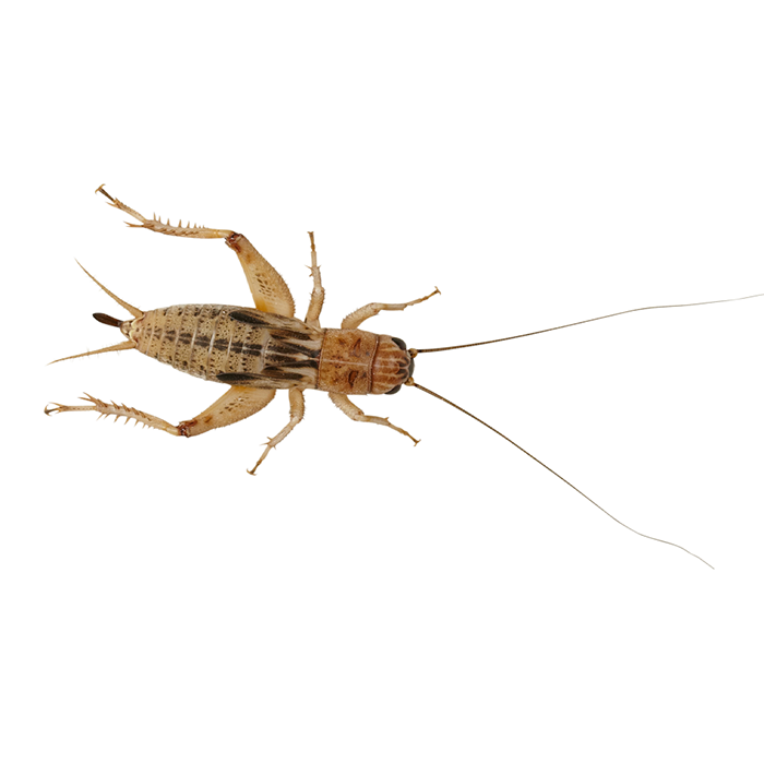 Live Silent Crickets Pack Reptile Food